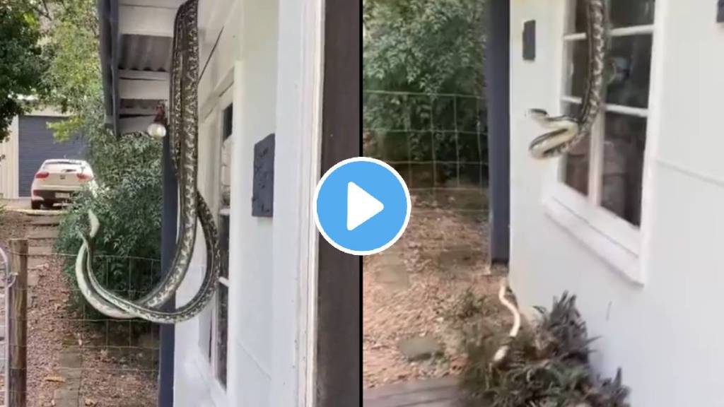 Snake Mating Viral video