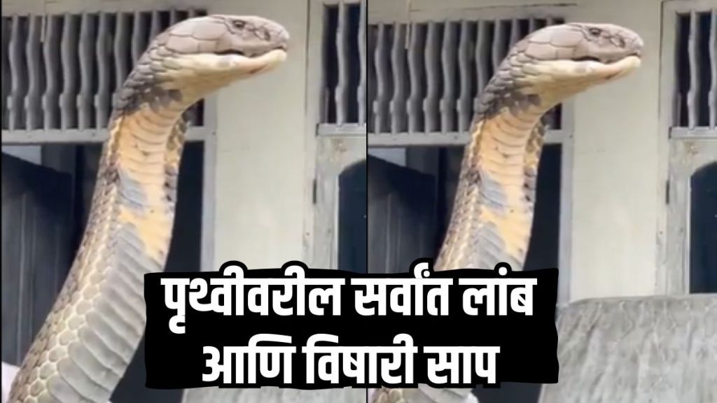 Longest Venomous Snake