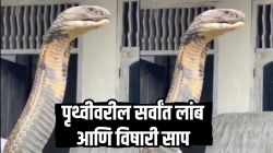 बापरे! जगातील सर्वांत लांब आणि विषारी साप आला समोर; VIRAL VIDEO पाहून सर्वांना भरली धडकी