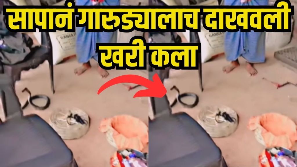 Cobra Escapes After Being Hypnotized by Snake Charmer