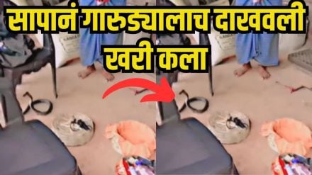 Cobra Escapes After Being Hypnotized by Snake Charmer