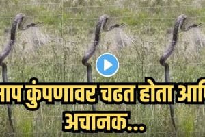 Snake Electric Fence Viral Video