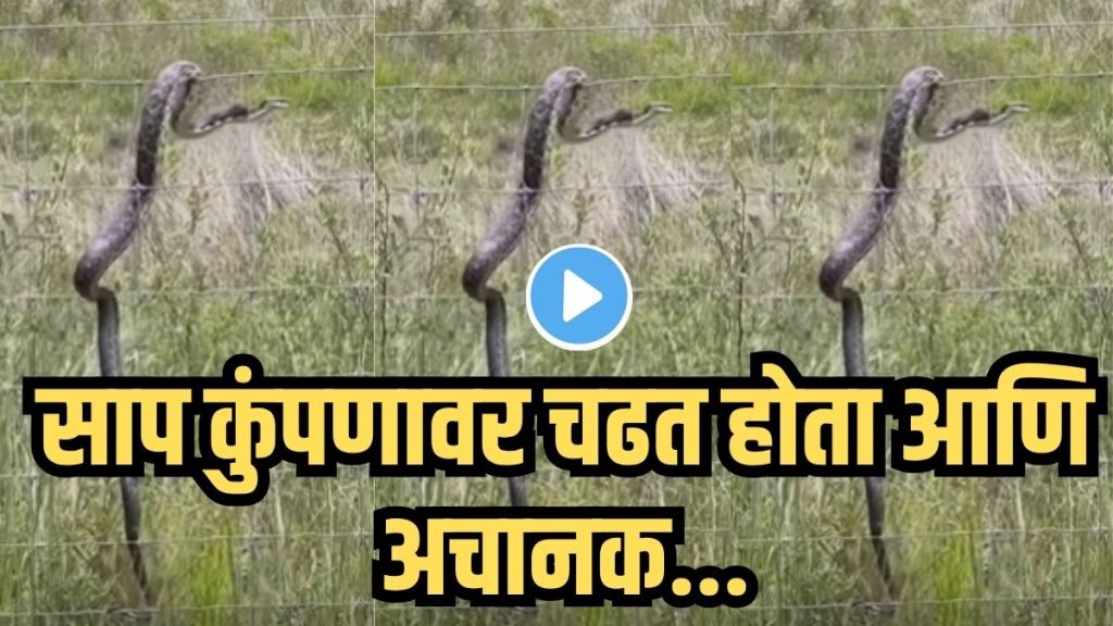Snake Electric Fence Viral Video
