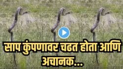 बापरे! कुंपणाच्या तारांवर चढणाऱ्या सापाला लागला करंट? Video पाहून तुम्हालाही बसेल जबरदस्त झटका