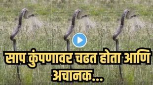 Snake Electric Fence Viral Video