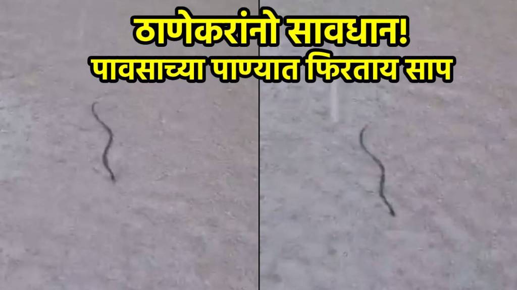 Snakes on road in rain Water thane Video
