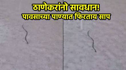 Snakes on road in rain Water thane Video