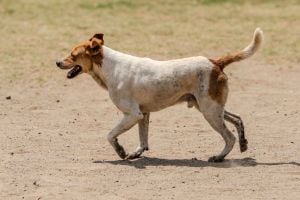 Stray Dog Attack