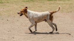 Stray Dog Attack: भटक्या कुत्र्याने घेतला चिमुरडीचा जीव, चार महिन्यांनी रेबीजमुळे मृत्यू; “दहा लाख खर्चूनही…”