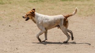 Stray Dog Attack