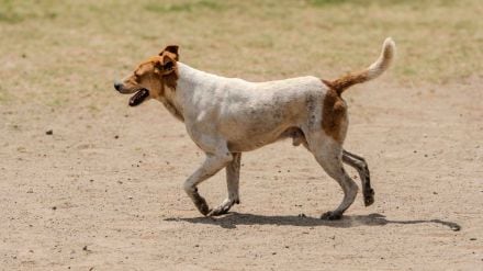 Stray Dog Attack