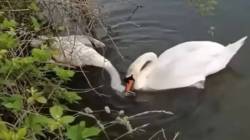 Viral Video: राजहंसाचा आपल्या मृत जोडीदाराला उठवण्याचा आटोकाट प्रयत्न, व्हायरल व्हिडीओ पाहून पाणावतील डोळे