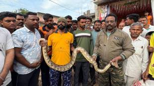 Ten foot long python found in Savala village of Buldhana 