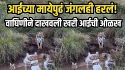 “शेवटी आई ती आईच…”, लेकरे पाण्यात खेळत असताना वाघिणीने काय केलं पाहा; Video पाहून तुम्हालाही होईल खूप आनंद