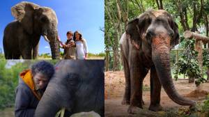 ऑपरेशन डंबो ड्रॉप ते हाथी मेरे साथी; हत्ती आणि माणसातील भावनिक नात्याचे बंध उलगडणारे ८ चित्रपट