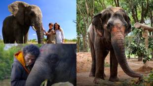 Top Movies on human and elephants bond Mahadevi elephant Kolhapur vantara