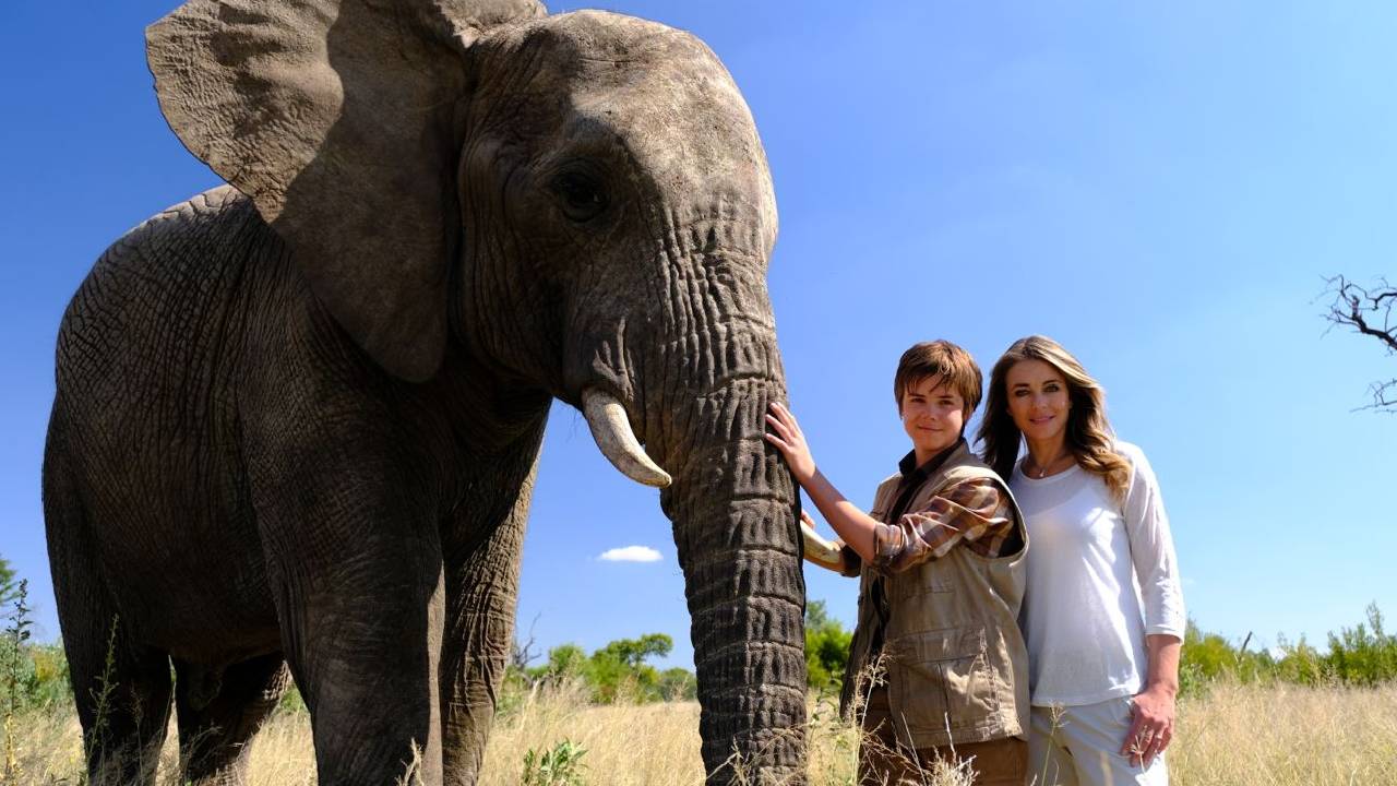 Top Movies on human and elephants bond Mahadevi elephant Kolhapur vantara