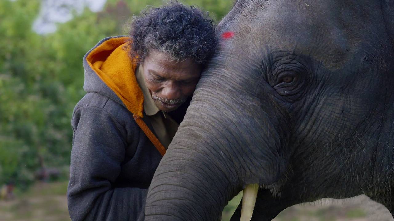 Top Movies on human and elephants bond Mahadevi elephant Kolhapur vantara