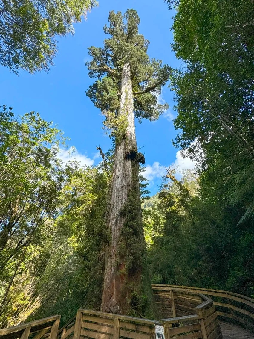 World’s oldest tree, Methuselah tree age