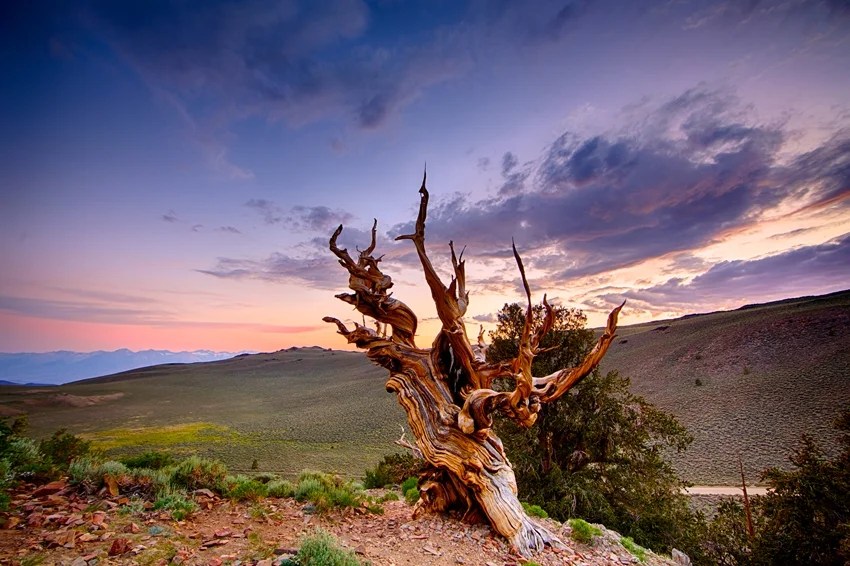 World’s oldest tree, Methuselah tree age