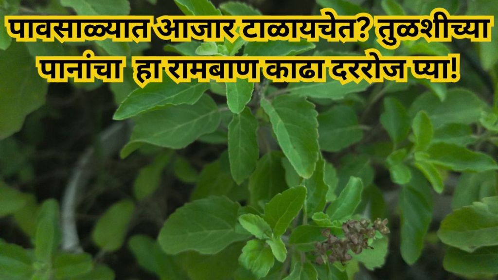 Tulsi leaves