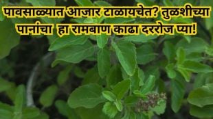 Tulsi leaves