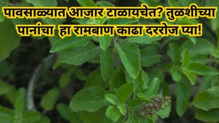 Tulsi leaves