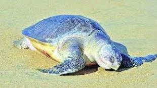 Laparoscopic egg binding surgery successful by Pune veterinary doctor pune print news