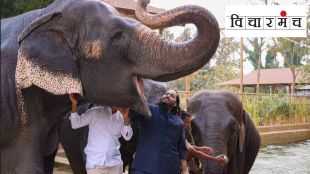 Why elephants across India are being shifted to Jamnagar's private zoo Mahadevi issue