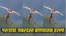 बापरे! गरुडाची एक झडप अन् हरणाच्या पिल्लाचा शेवटचा क्षण; आकाशातील ‘हा’ Video पाहून अंगावर येईल काटा