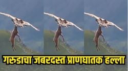 बापरे! गरुडाची एक झडप अन् हरणाच्या पिल्लाचा शेवटचा क्षण; आकाशातील Video पाहून अंगावर येईल काटा