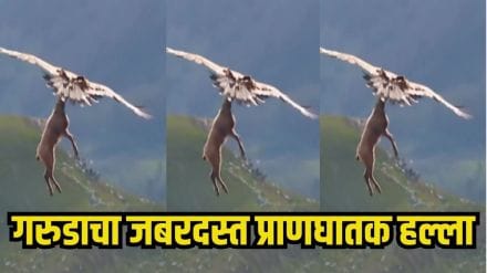 Dangerous eagle attack viral