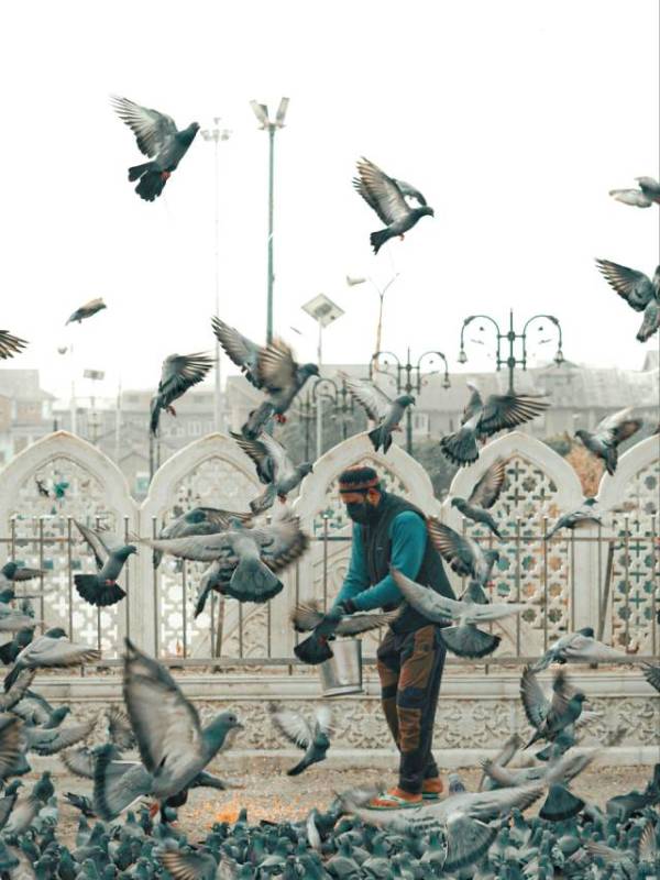 What is the religious significance of pigeons in Jainism?