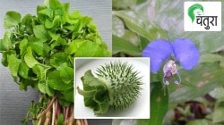 निसर्गलिपी : श्रावण मासी… हिरवी भाजी चोहीकडे