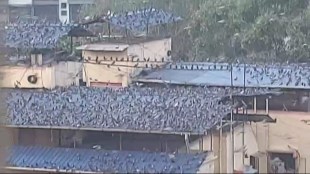 pigeon nuisance Mumbai, Kalyan pigeon control, pigeon feeding ban, municipal action pigeon droppings,