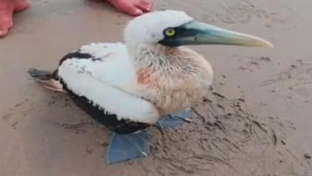 Masked Booby bird, rare seabird rescue, Malvan bird sighting, coastal bird rescue India,