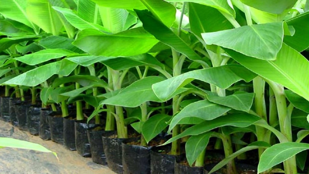 banana tissue culture plants, Jalgaon banana production, disease-free banana plants,