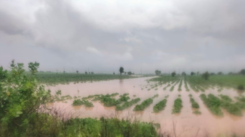 Akola heavy rainfall damage, crop loss Akola 2025, Akola flood impact, soybean crop damage Maharashtra, flood damage, cotton crop loss Akola, Akola flood relief efforts, Akola agricultural disaster,