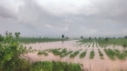 Maharashtra Crop Loss : निम्मा खरीप हंगाम पाण्यात! वाचा महिना, जिल्हानिहाय नुकसान किती?