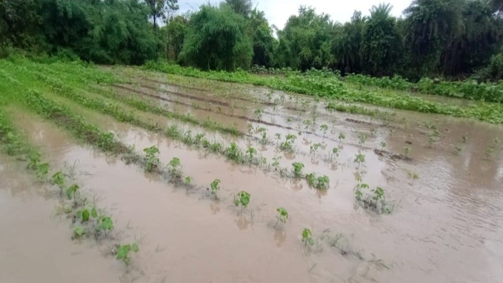 Nagpur heavy rain, Nagpur flood damage, Narkhed taluka rain impact, crop damage Nagpur, Maharashtra monsoon 2025, farmers compensation Maharashtra, agricultural flood damage, Nagpur flooding news,