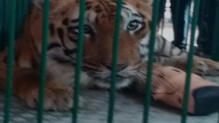 Sahebrao tiger story, Nagpur tiger rescue, Vidarbha wildlife poaching, tiger injury treatment,