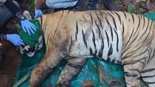 Chota Matka Tiger, Tiger rescue Chandrapur, Tadoba-Andhari tiger capture, injured tiger treatment, CM tiger T-126, forest wildlife rescue,