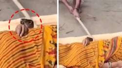 बापरे… महिलेला चावला नाग आणि रूग्णालयात नेण्याऐवजी पतीने काय केले पहा, व्हिडीओ व्हायरल