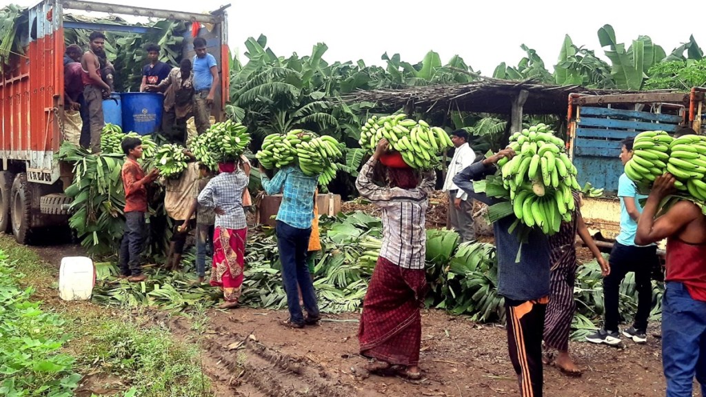 banana prices Jalgaon, banana price drop 2025, Jalgaon banana market, Farmer economic crisis, banana price control Maharashtra,