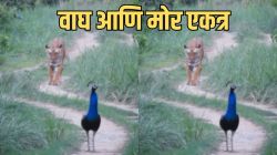 स्वातंत्र्यदिनी जंगलात घडला चमत्कार! मोराच्या मागे शांतपणे फिरणारा वाघ, एकाच फ्रेममध्ये दिसले राष्ट्रीय प्राणी आणि पक्षी, Video तुफान व्हायरल