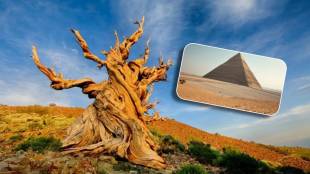 World’s oldest tree, Methuselah tree age
