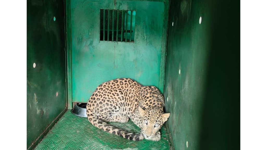 amravati leopard caught forest department trap