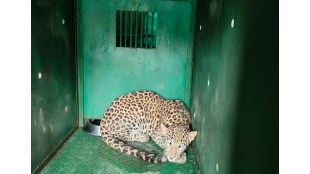 amravati leopard caught forest department trap