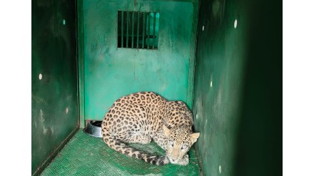 amravati leopard caught forest department trap