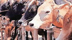 लसीकरण हाच प्रभावी उपचार